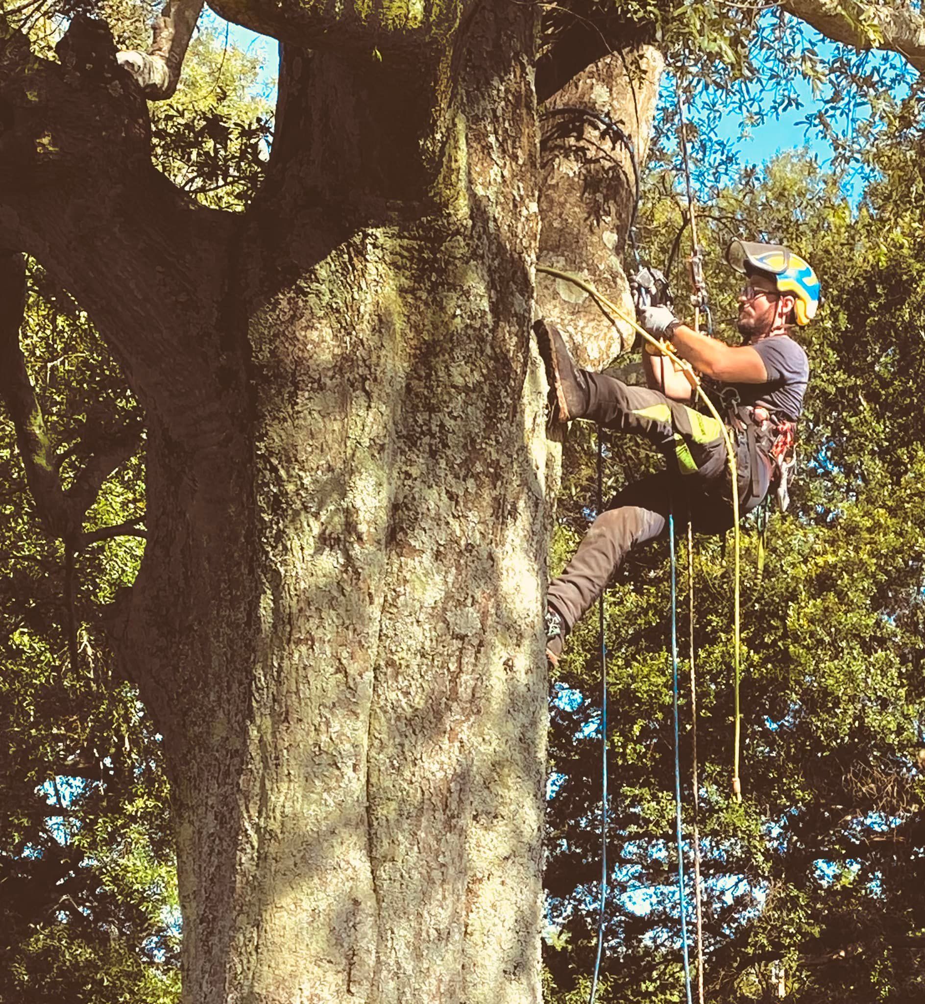 Climber in helmet scaling a large tree using ropes in a wooded area