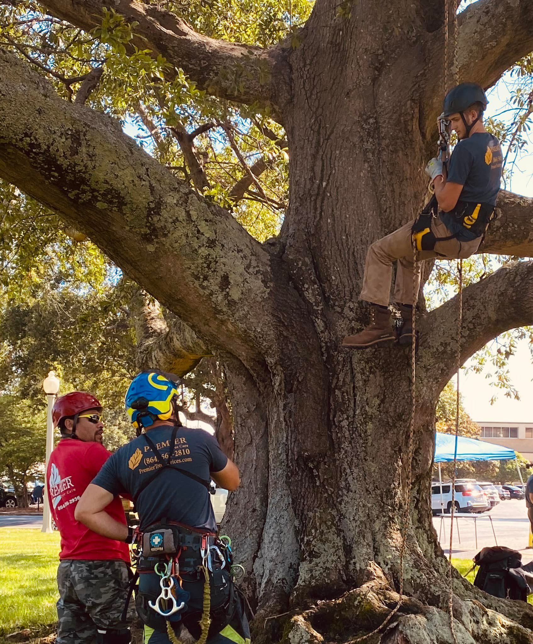 Three arborists in climbing gear work on a huge tree in a parking lot.