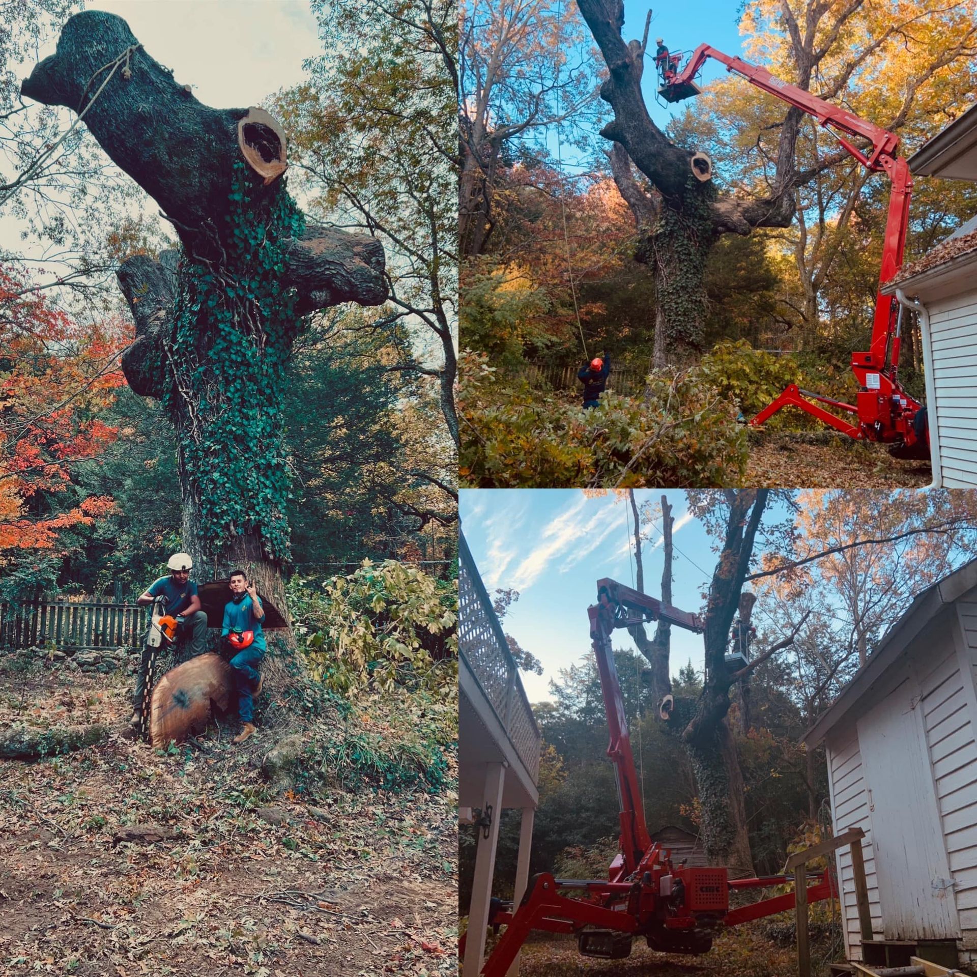 Red crane trimming a large tree in a wooded yard, with a person seated below the trunk.