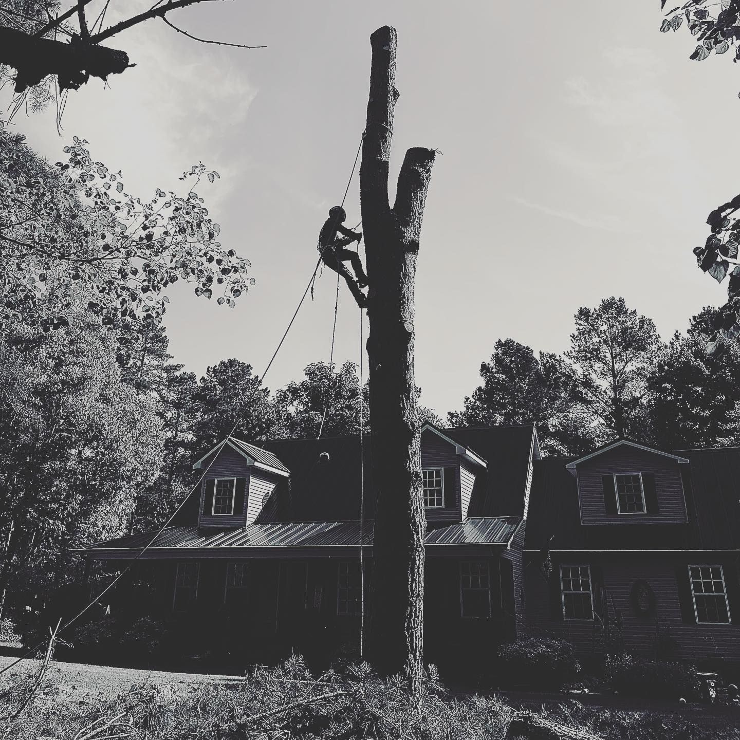 Person climbing a tall tree in front of a house with a broken trunk and surrounding woods