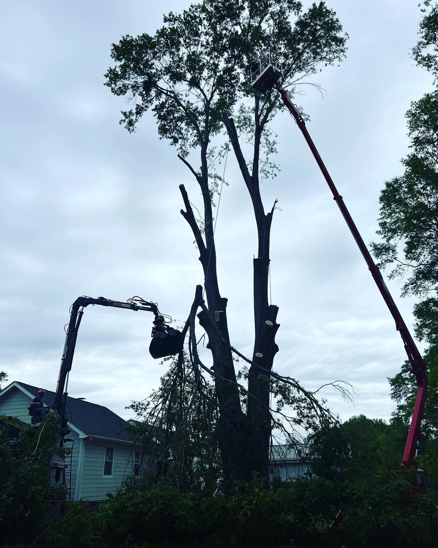 Tree-cutting equipment trimming tall trees beside a house under a cloudy sky