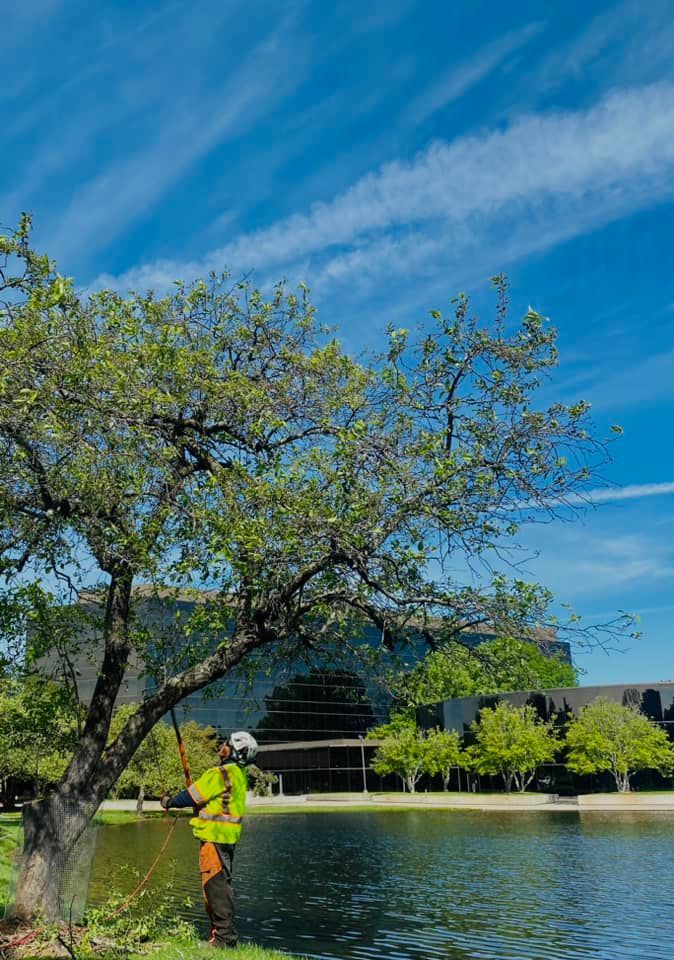 Worker in neon safety vest trimming a tree by a calm lake under a blue sky