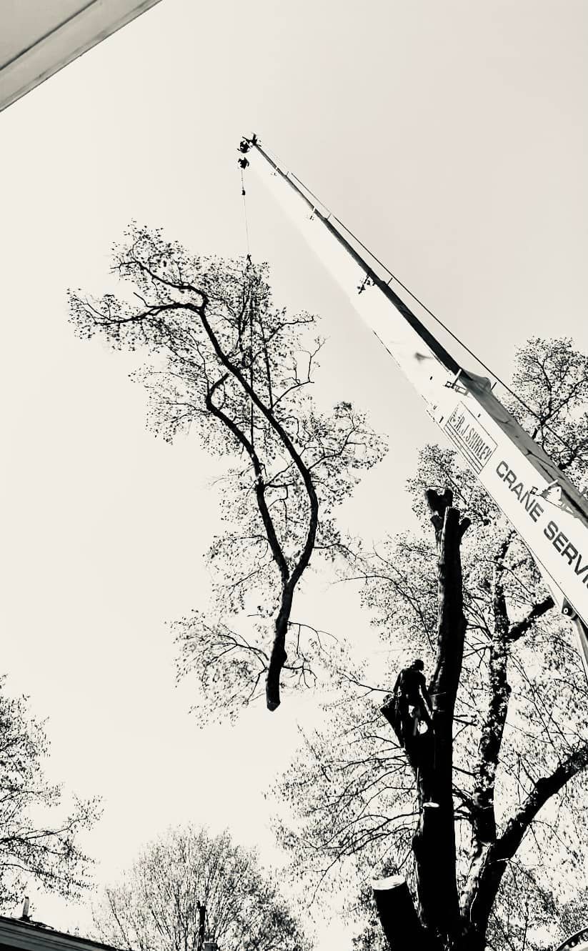Bare tree branches against a pale sky beside a tilted utility pole