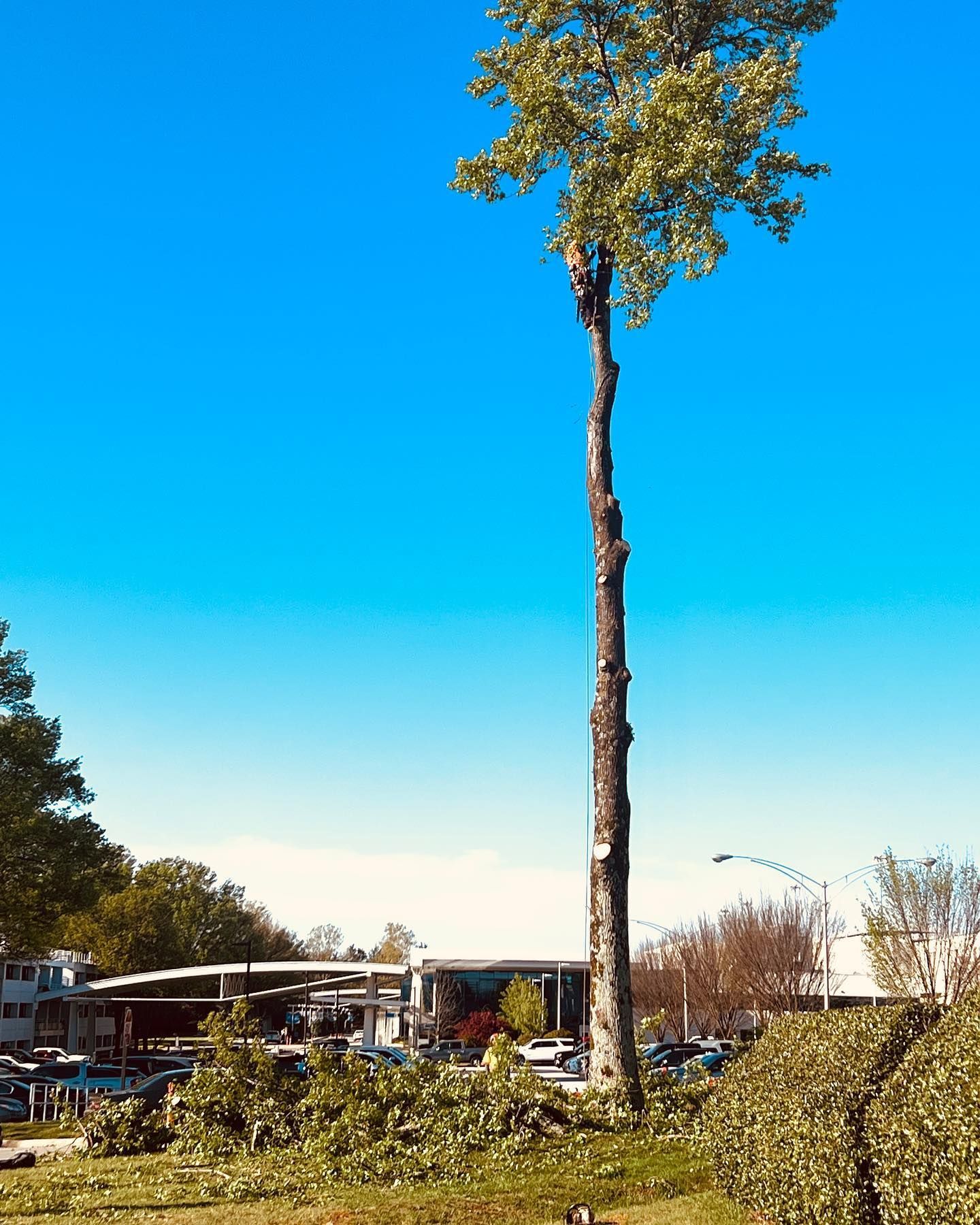 Tall slender tree against a bright blue sky in a landscaped park or roadside area