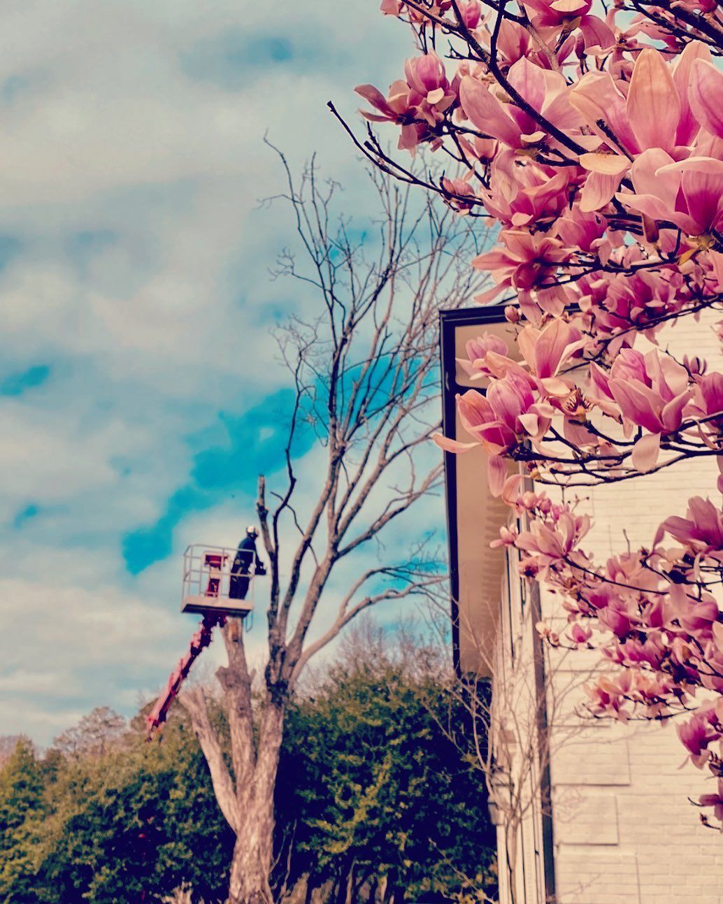 Pink blossoms framing a tree worker in a cherry picker against a blue sky and beige building