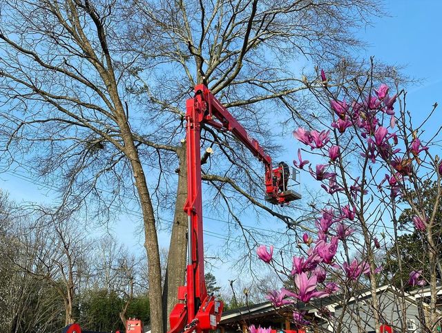Red cherry picker lifting a worker among bare trees and pink blossoms under a blue sky
