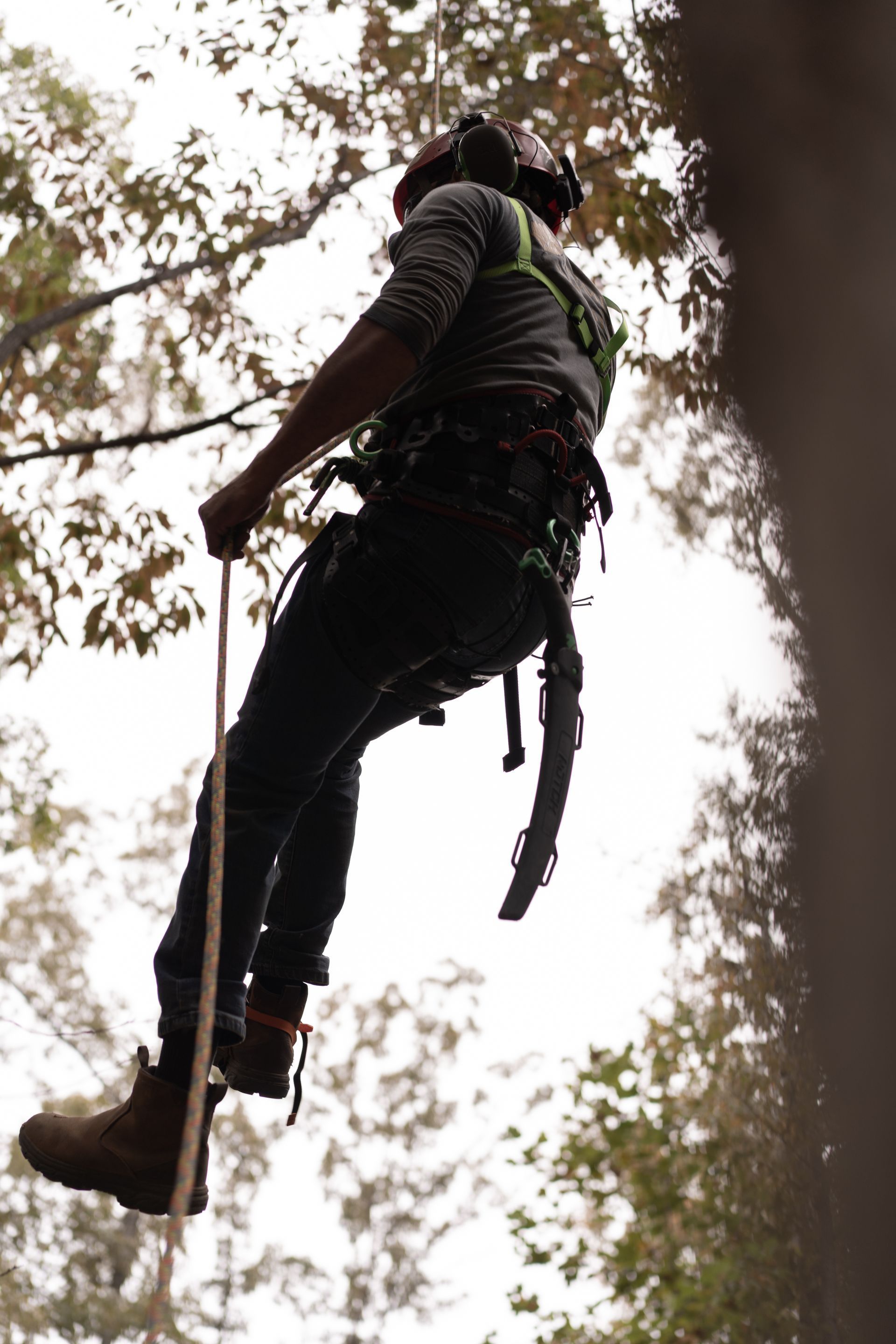 Person rock climbing on a rope among tall trees, viewed from below