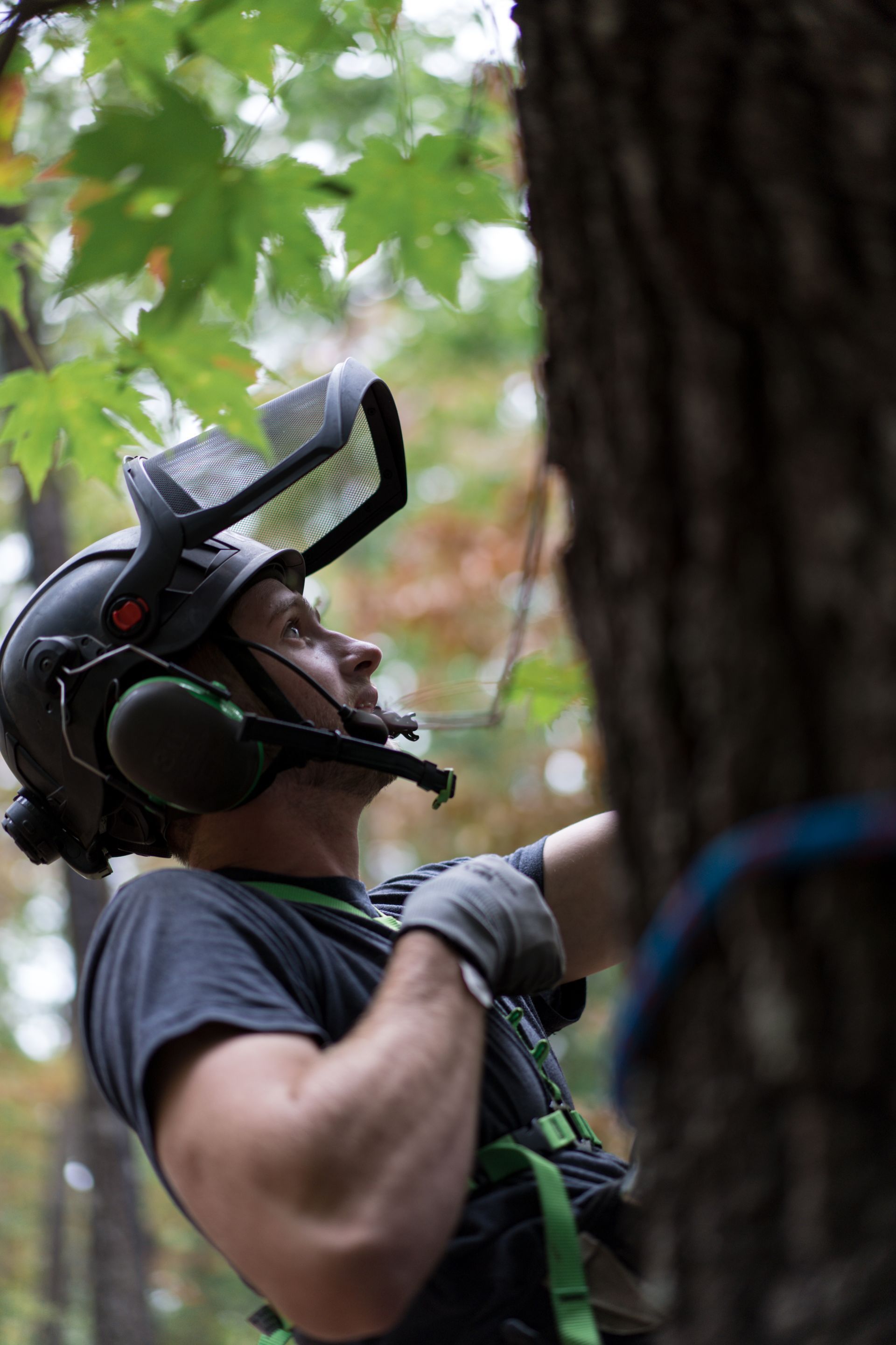 Person wearing a helmet and harness climbing a tree outdoors