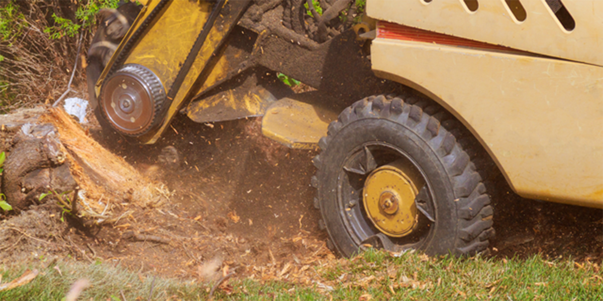 Yellow construction vehicle pushing a tree stump with a wheel and metal blade in dirt and wood chips