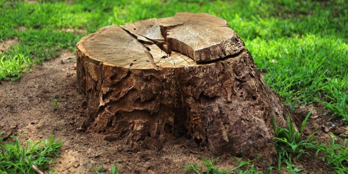 Close-up of a freshly cut tree stump with rough bark, surrounded by green grass