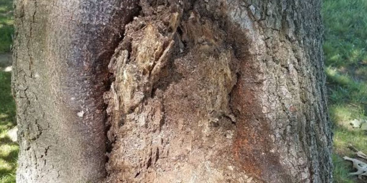 tree