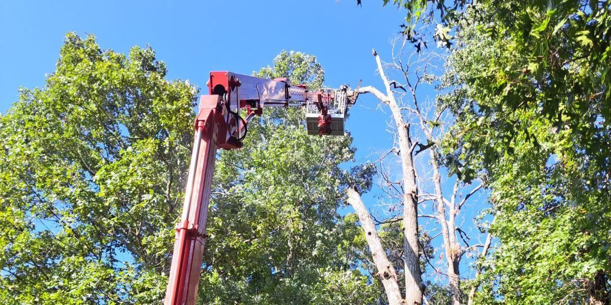 Tree crew in a red lift trimming a tall dead tree against a blue sky.