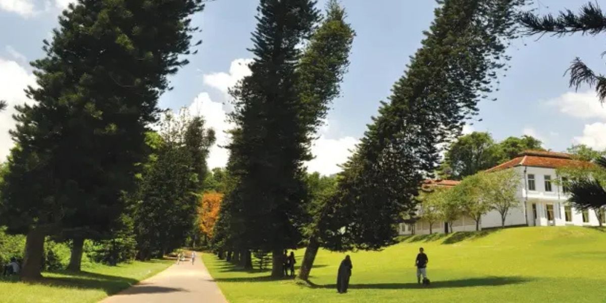 Tree with home