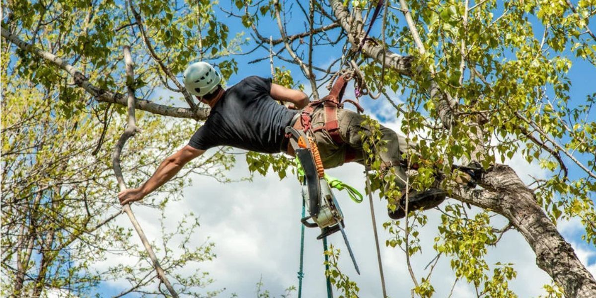 Rappeller in a harness hanging from a tree limb over a bright forest canopy