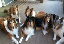6 well-behaved collies