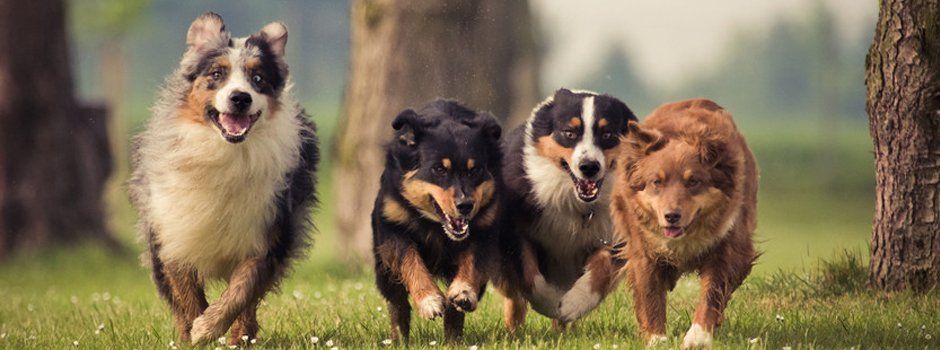 Dogs running