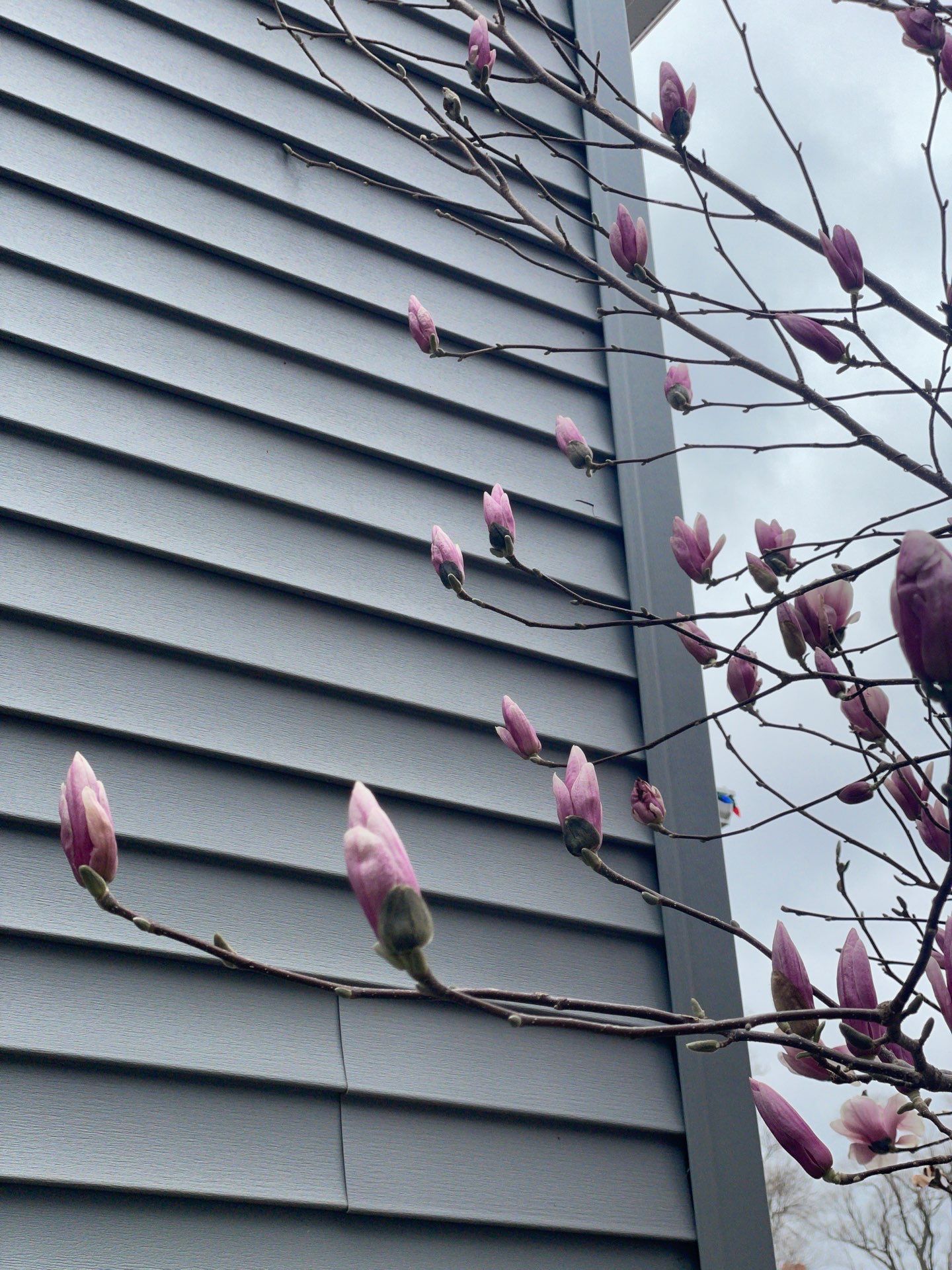 Siding in nature. budding flowers Omaha Nebraska siding experts.