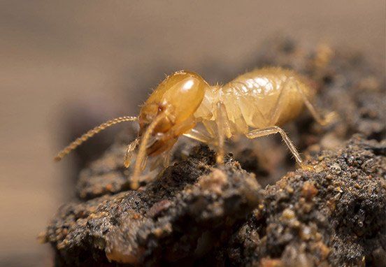 Termite control
