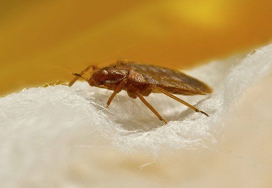 Bed bug control