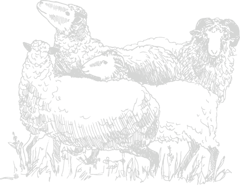 A flock of sheep, sketched in white on grass, some looking up.