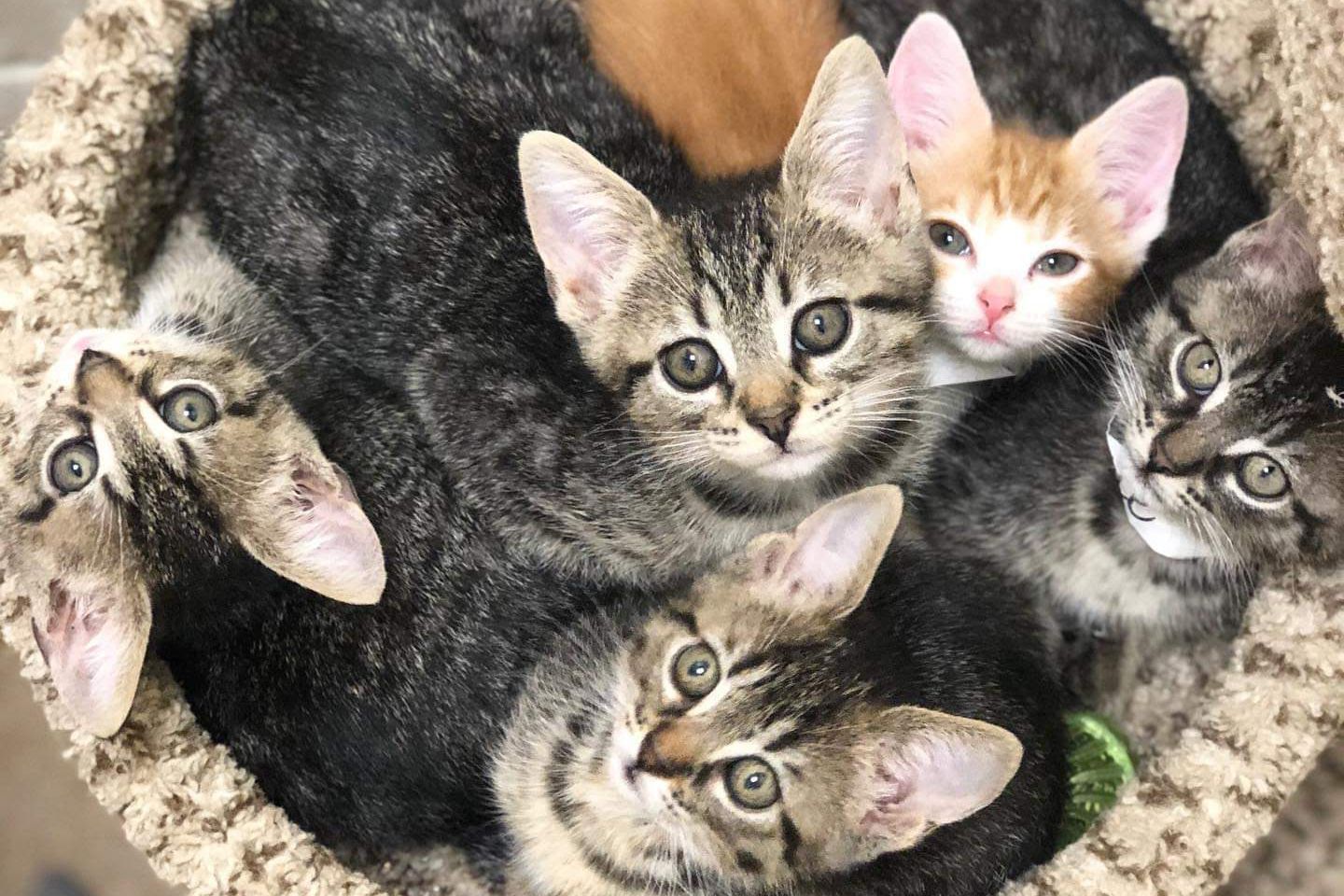 A group of kittens are laying in a cat bed looking at the camera.
