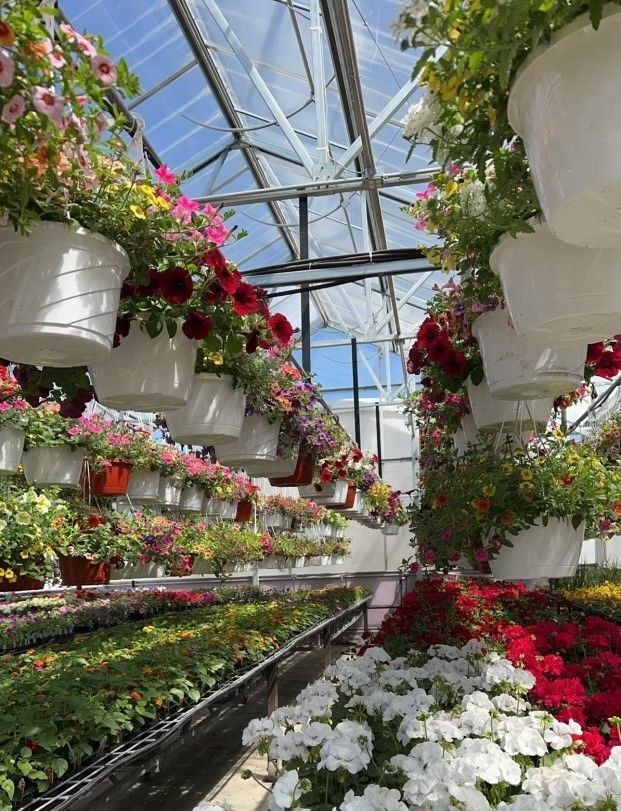 Greenhouse with rows of flowering plants and hanging baskets filled with colorful blooms.