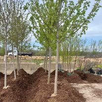 Young trees with light green leaves and brown mulch.