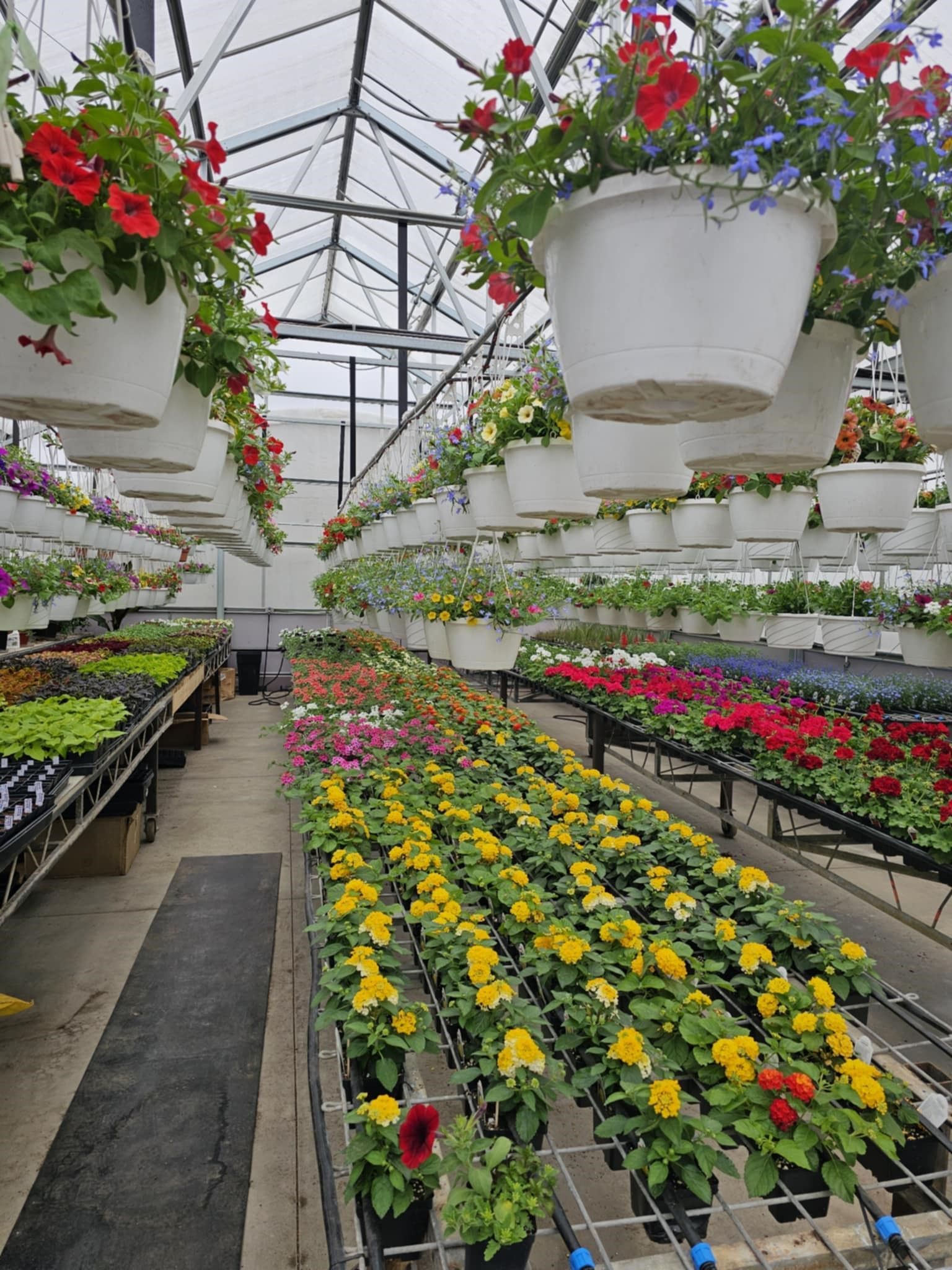 Greenhouse filled with rows of colorful flowers in pots, hanging baskets, and on tables.