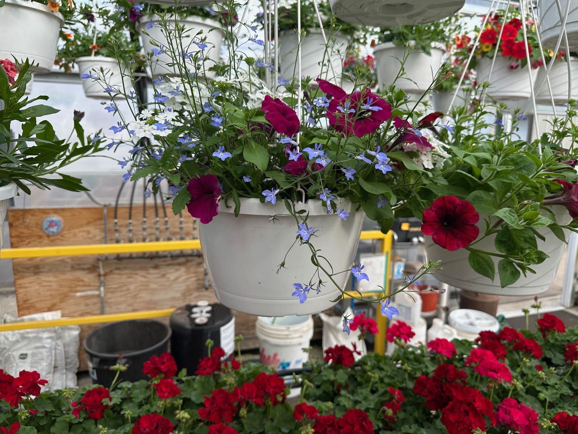 Hanging white flower pots with red and blue flowers in a greenhouse. Red geraniums in foreground.