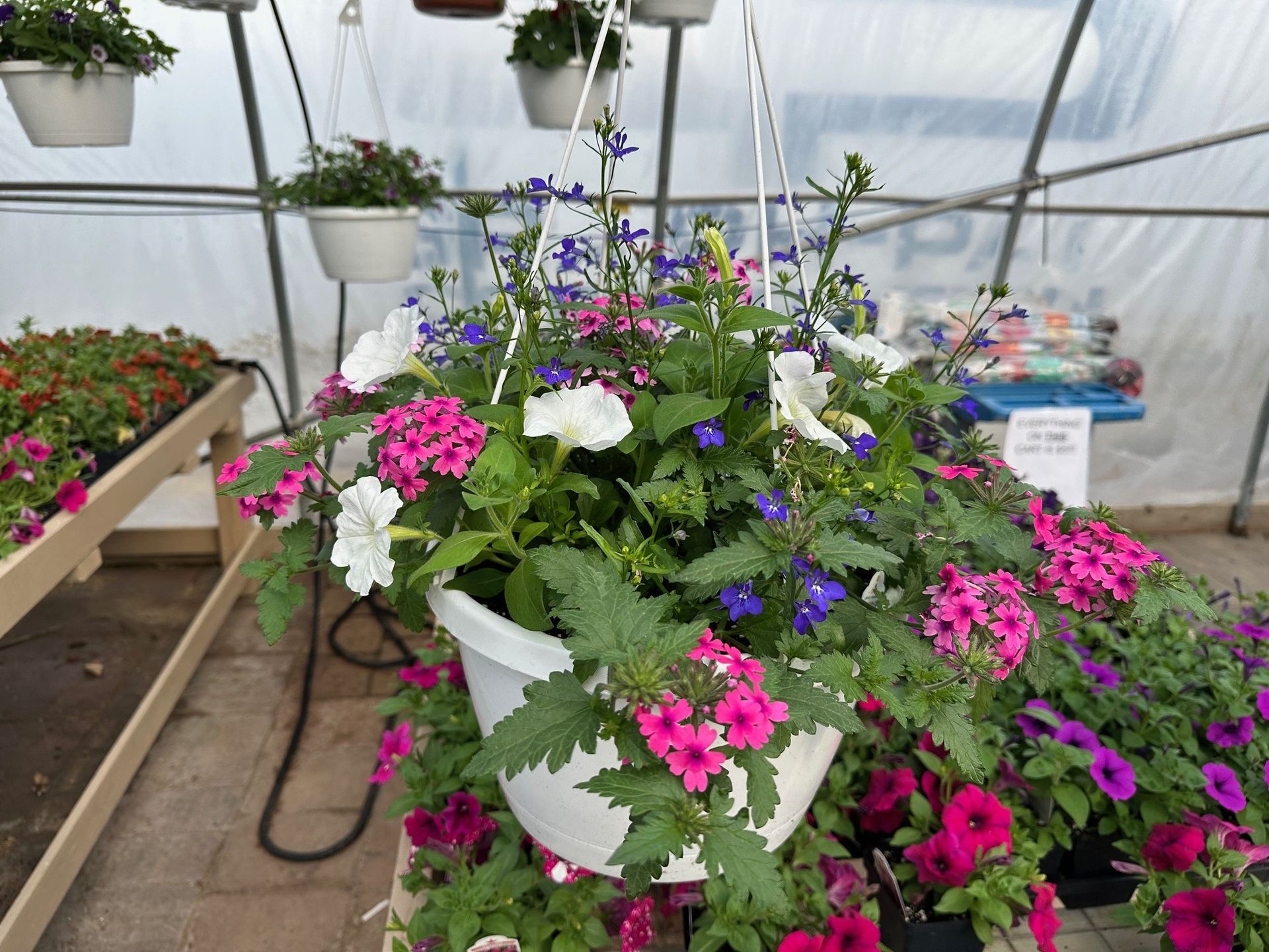 Hanging basket overflowing with pink, purple, white, and blue flowers inside a greenhouse.