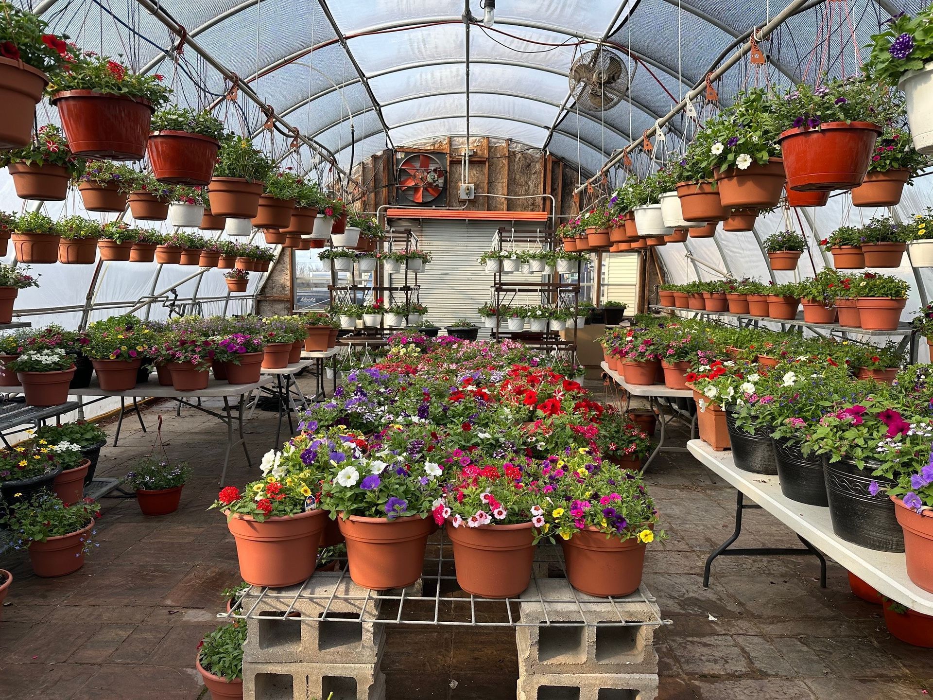 Greenhouse filled with colorful potted flowers; some hanging, some on tables.