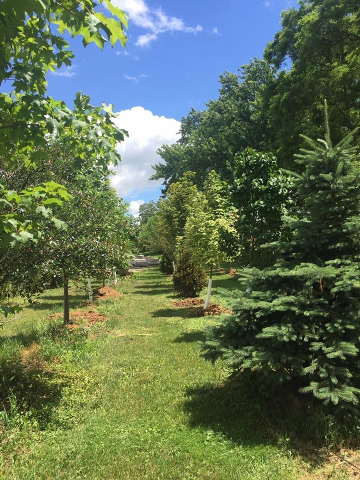 A lush green forest with trees and grass on a sunny day