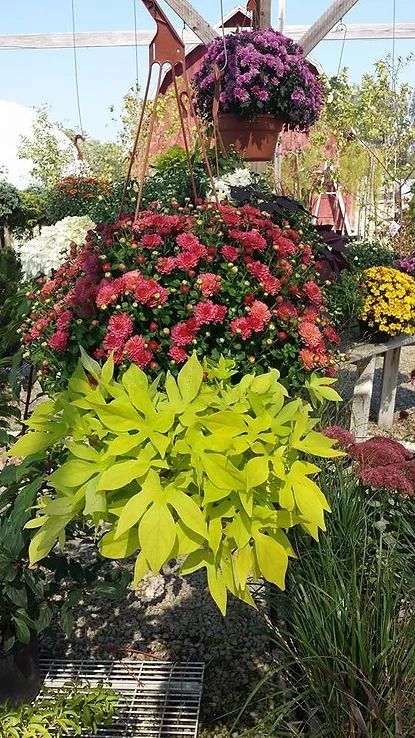 A greenhouse filled with lots of flowers and plants.