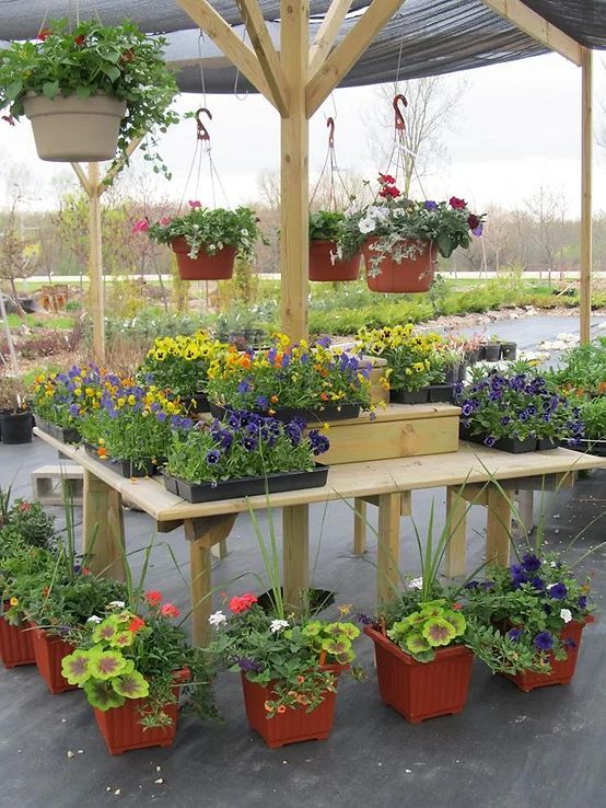 A bunch of potted flowers are on display under a canopy