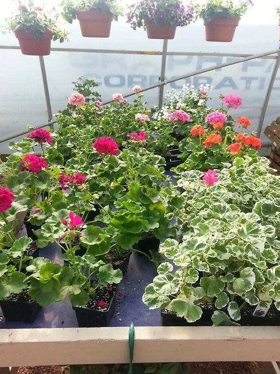 A greenhouse filled with lots of flowers and potted plants