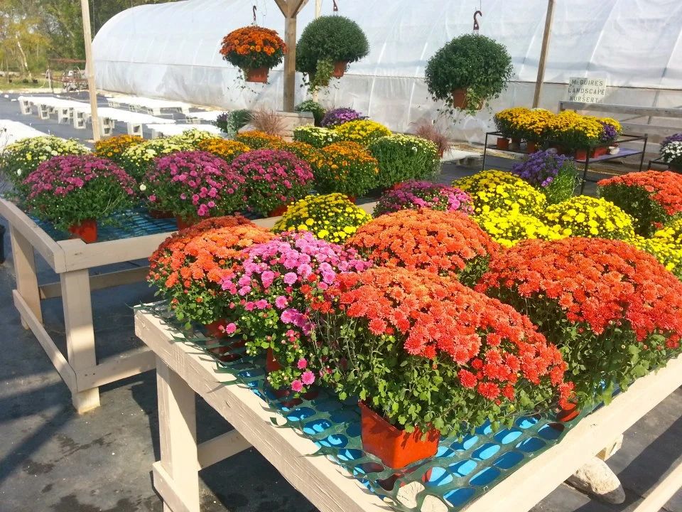 A bunch of flowers are sitting on a table in front of a greenhouse