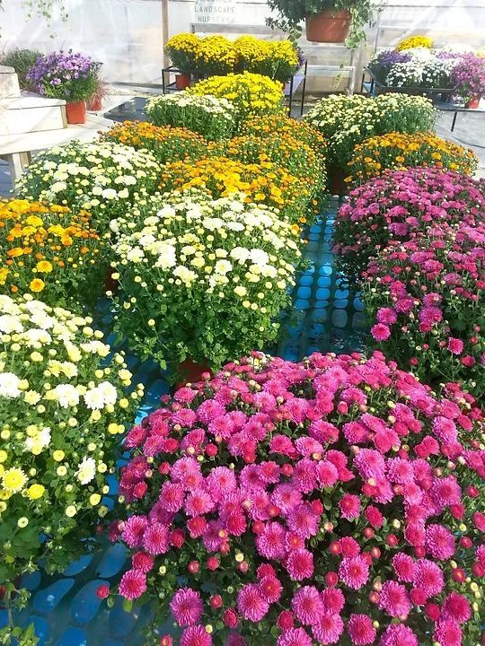 A bunch of different colored flowers are sitting on a table