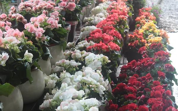 A bunch of different colored flowers in pots are lined up in a row.
