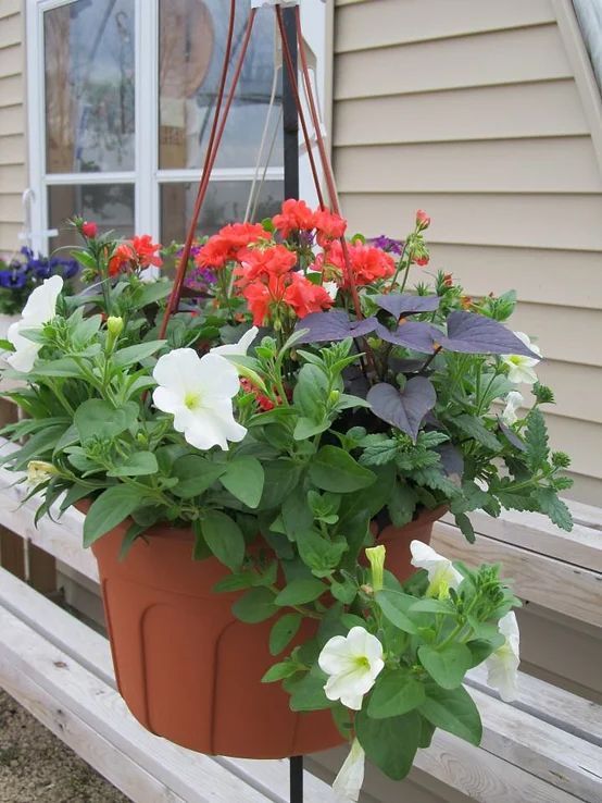 A hanging basket filled with red and white flowers