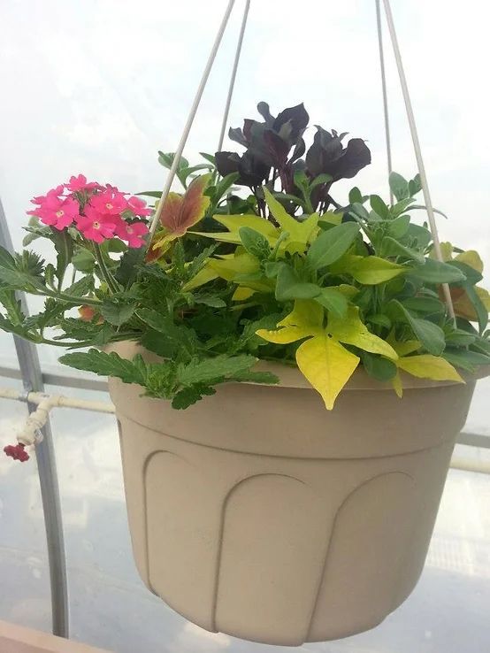 A hanging basket filled with flowers and greenery