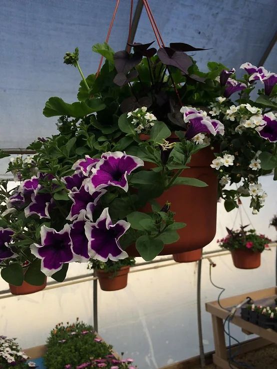 Purple and white flowers in hanging pots in a greenhouse