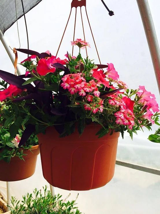 A hanging basket filled with pink and purple flowers