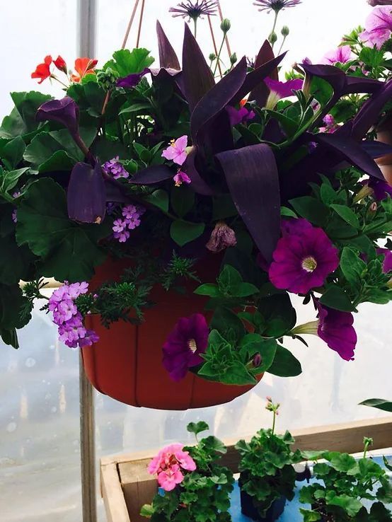 A hanging basket filled with purple and pink flowers