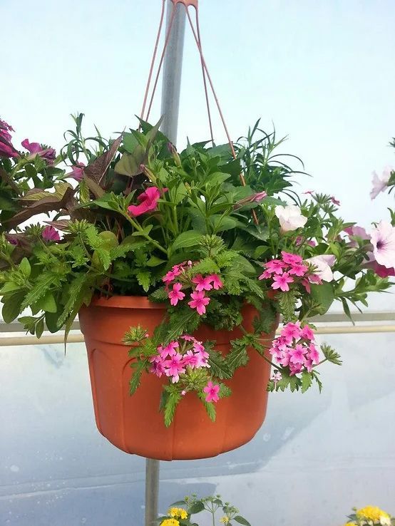 A hanging potted plant with pink flowers and green leaves