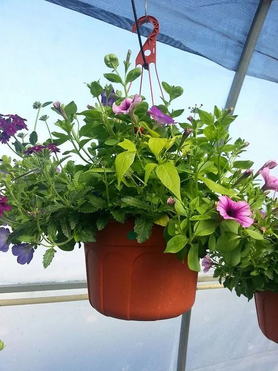 A hanging potted plant with purple flowers and green leaves