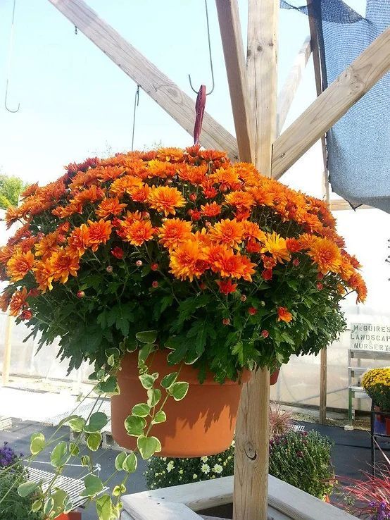 A potted plant with orange flowers hanging from a wooden pole