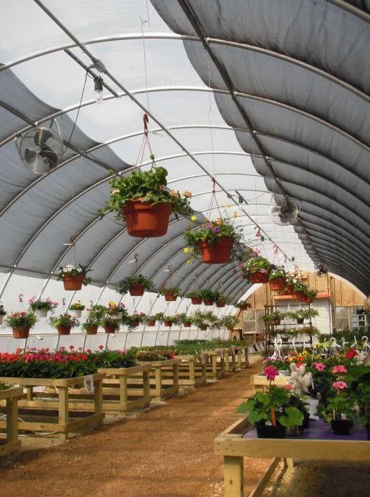 A greenhouse with lots of potted plants hanging from the ceiling