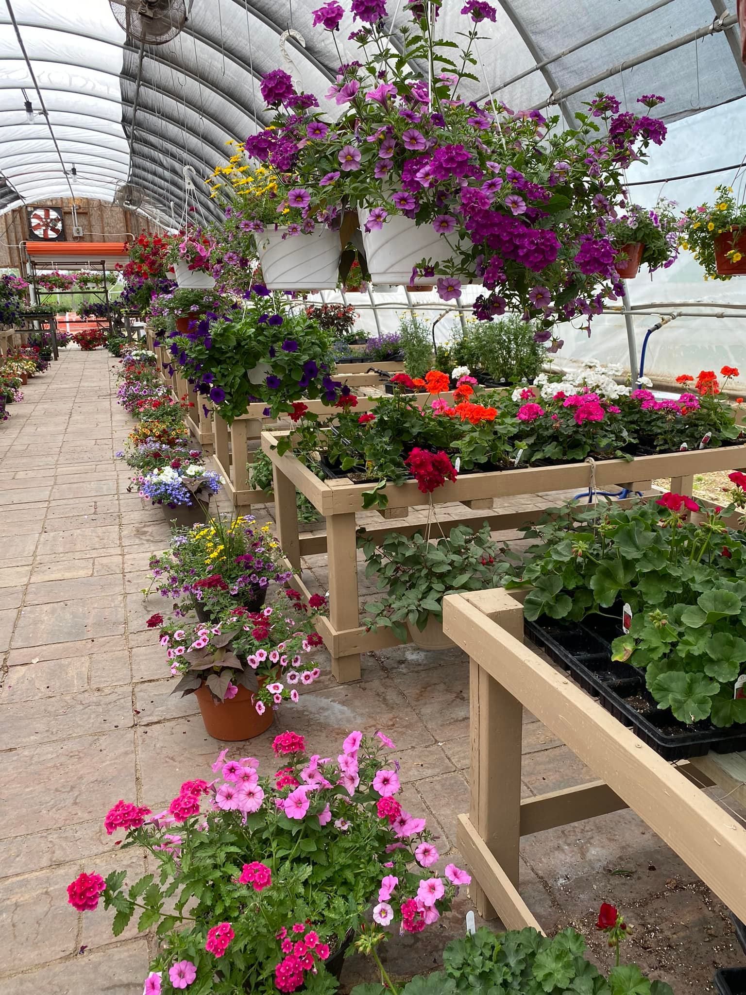 A greenhouse filled with lots of potted flowers and hanging baskets.