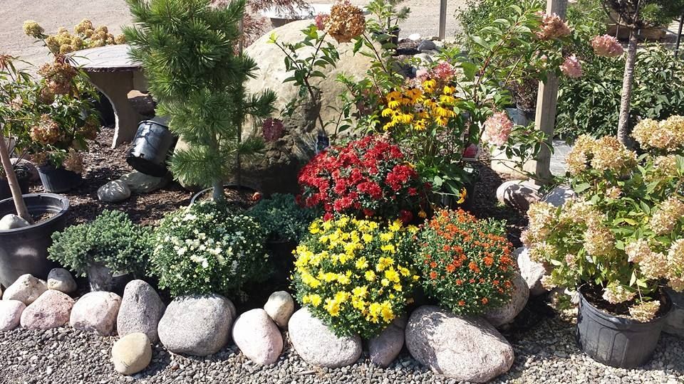 A garden filled with lots of potted plants and rocks