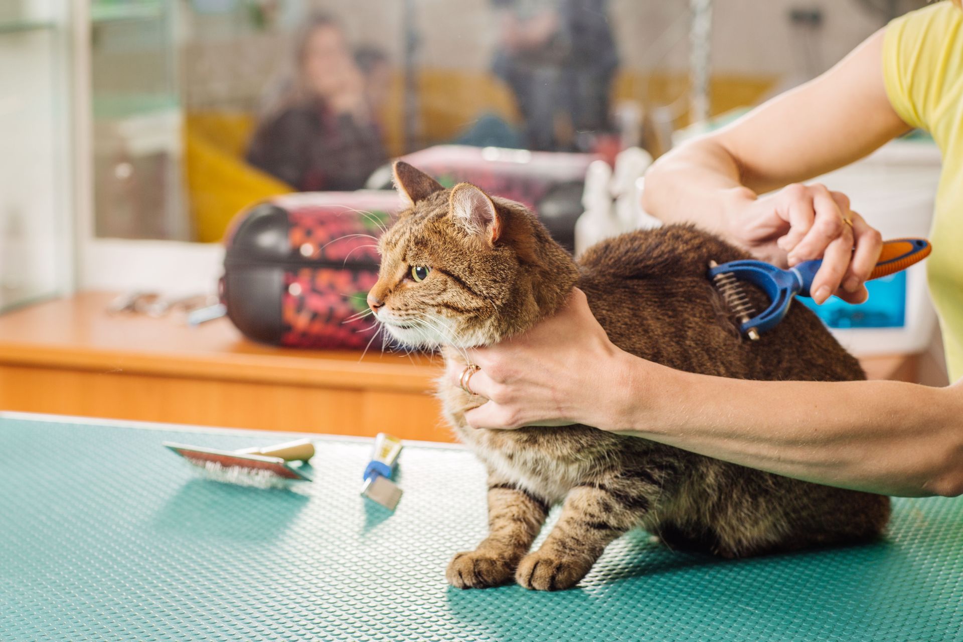 local veterinarians